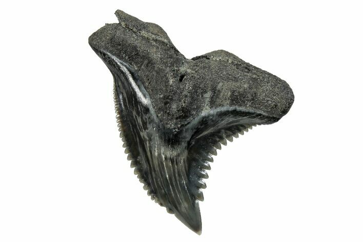 Snaggletooth Shark (Hemipristis) Tooth - South Carolina #280089